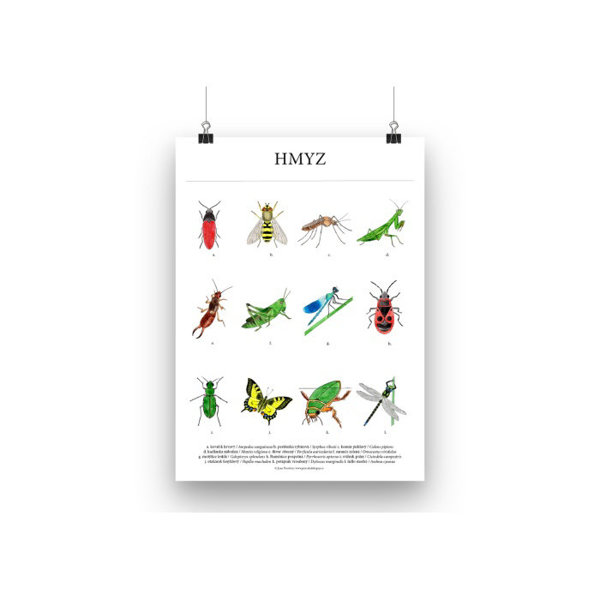 Obrázek Plakát Hmyz